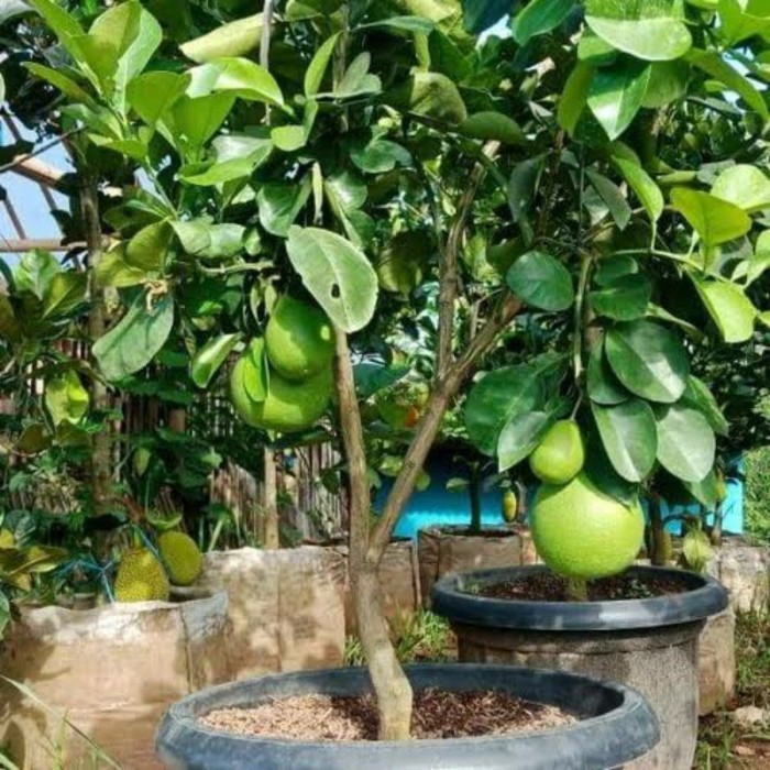 Bibit Jeruk Bali